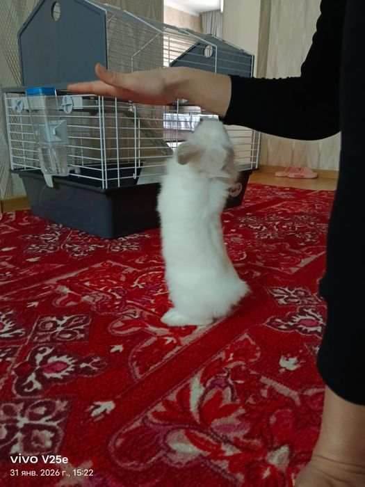 Декоративный кролик - девочка