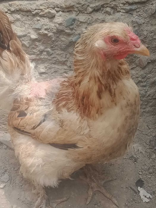 Продаются курыы.