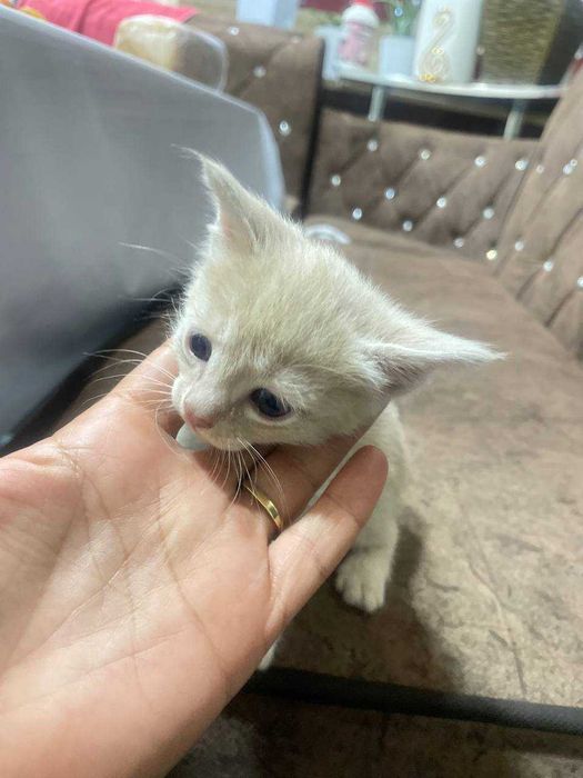 Mushukchalar sotiladi bir oylik