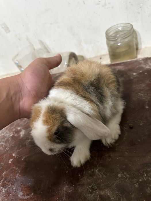 Karlik baran bolalari kotalari bor sotiladi