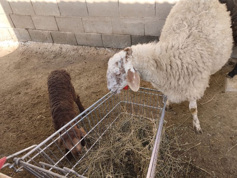 овца, кой сатылады