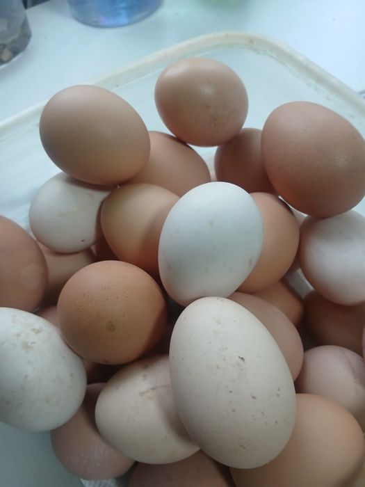 Продам домашние яйца