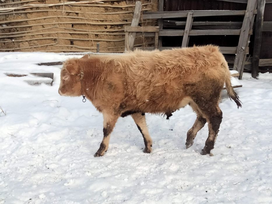 Бұқалар, подсос,