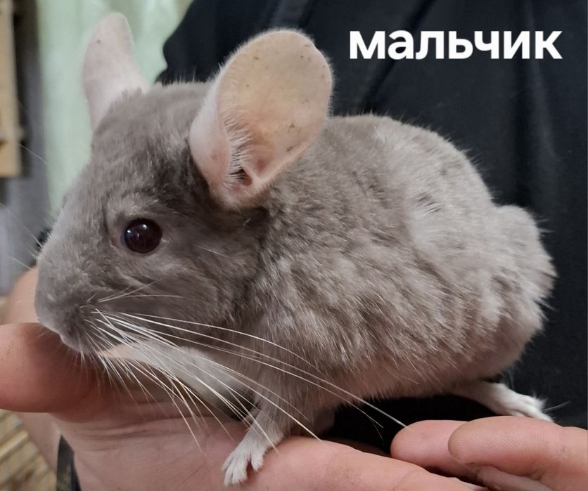 Продам шиншилл,милые