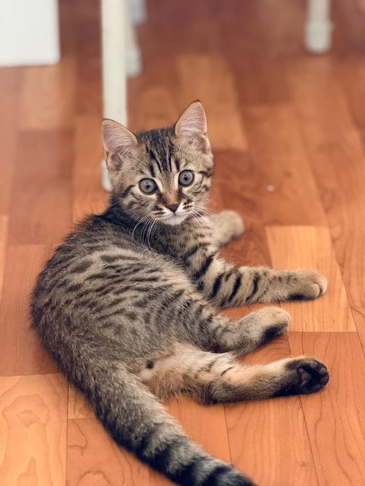 Еркек мысык сатылады