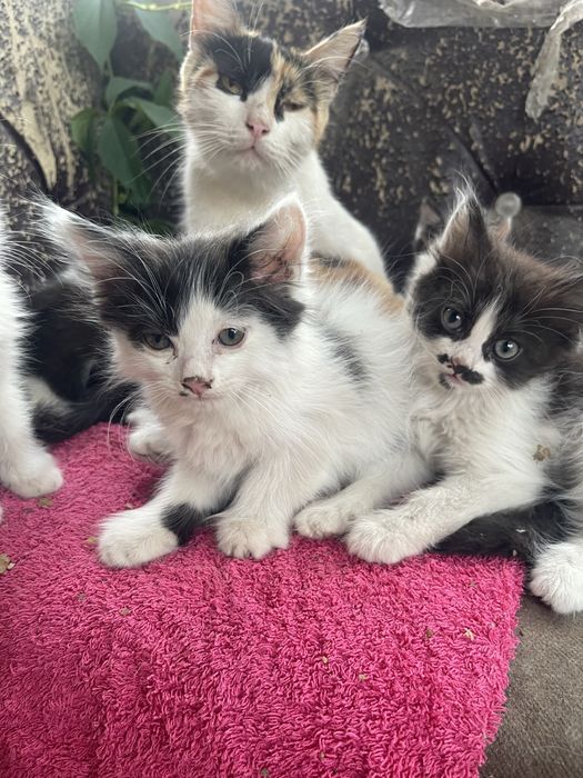 отдам котят в добрые руки
