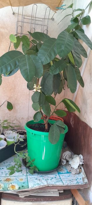 Лайм цитрус плодоноящий.