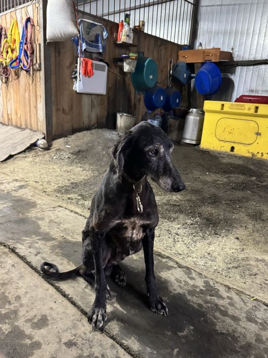 ТАЗЫ (четыре мясяца)