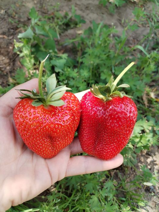 Stoloni de capsuna soiul Aprica si soiul Murano