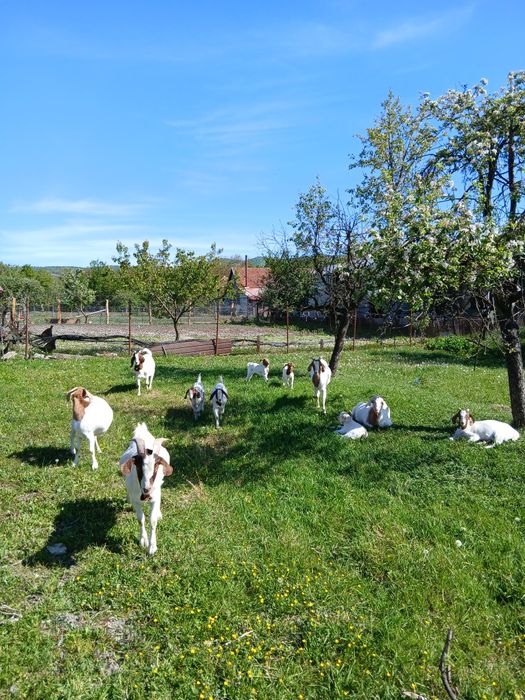 Vând capre și iezi din rasa boer