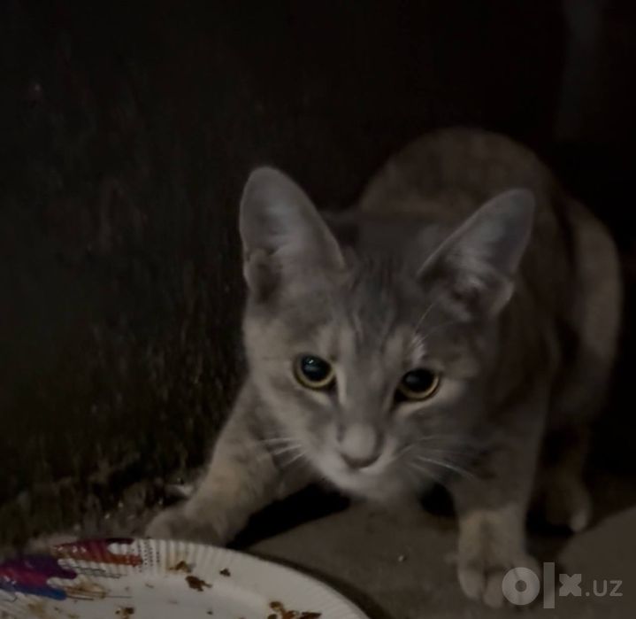 Хадияга пристраивается кошечка 5 месяцев
