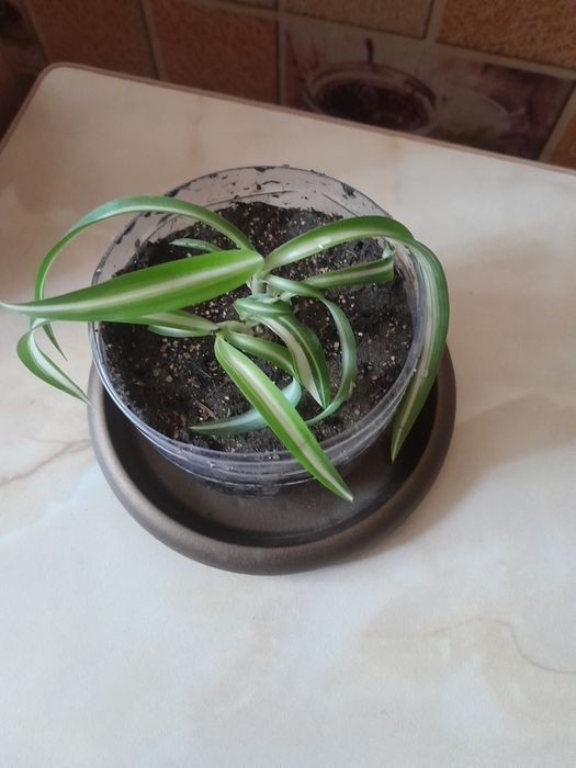 Панданус (пальма) и др.