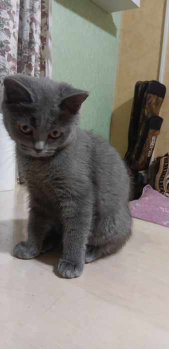 Кошечка британской породы