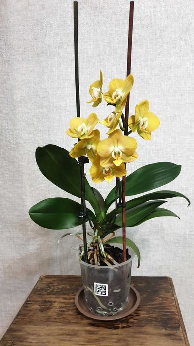 Продам орхидею Las Vegas