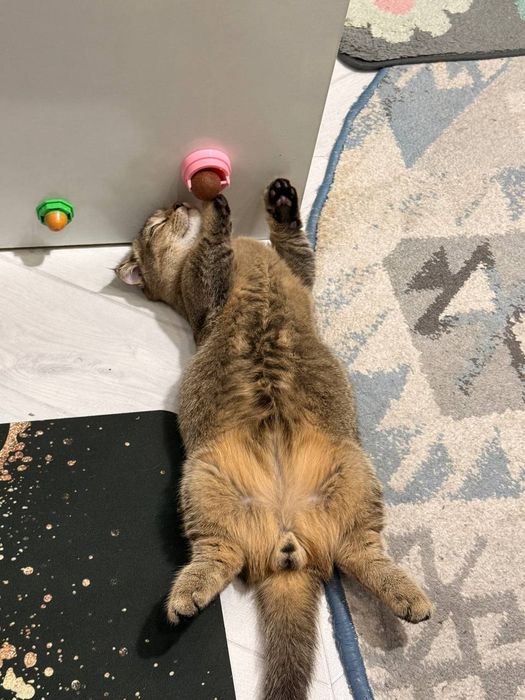 Manchkin oʻgʻil bola 6 oylik