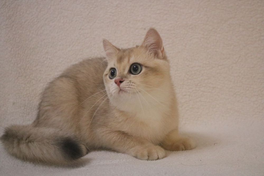 Британский чистокровный мальчик голубое золото