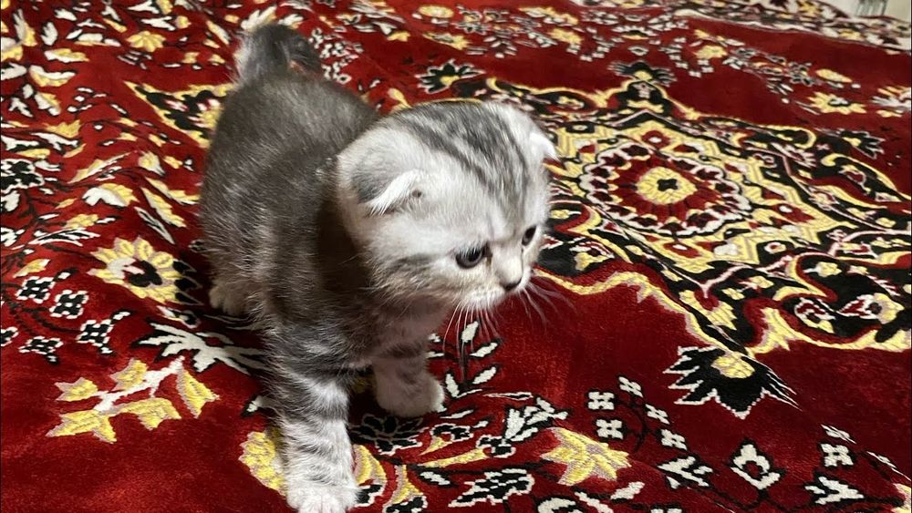 Шотландские котятки фолды