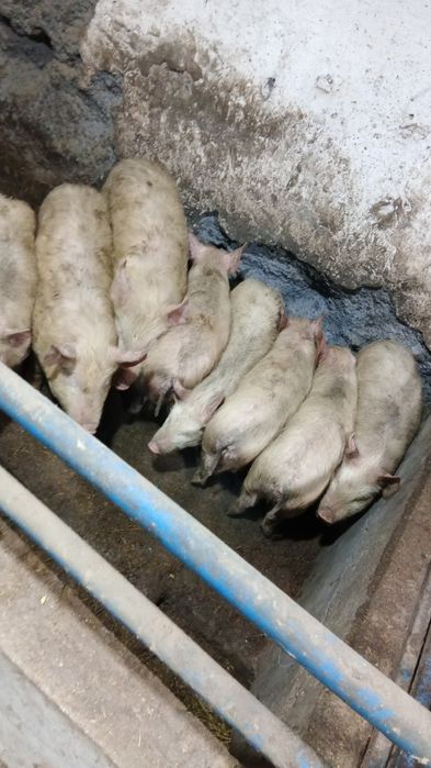 Поросята четыре месяца