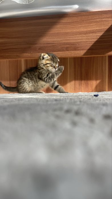 Продам котенка мальчик