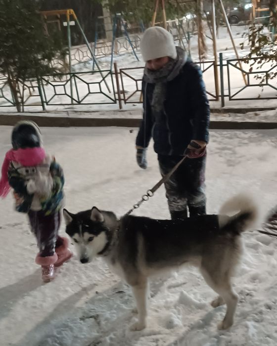 Вязка сибирской хаски