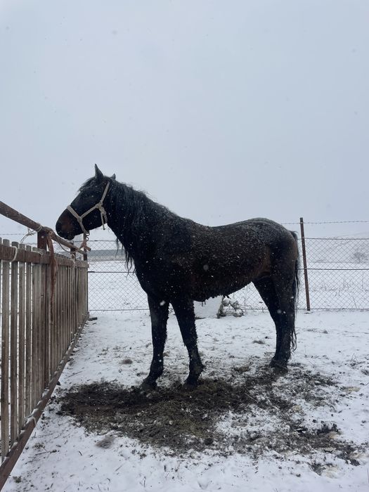 Айғыр сатылады 7 де