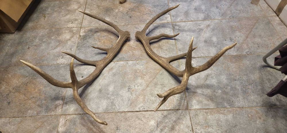 Vand trofee+coarne lopatar,carpatin,caprior,capra neagra,berbec 8 poze