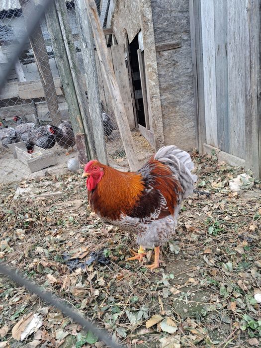 Vind ouă gaini wyandotte albastru auriu 10