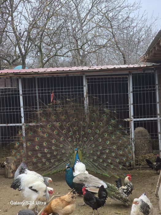 Paun umar negru de vanzare