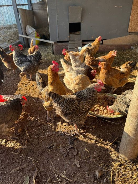 Продам курей доминант