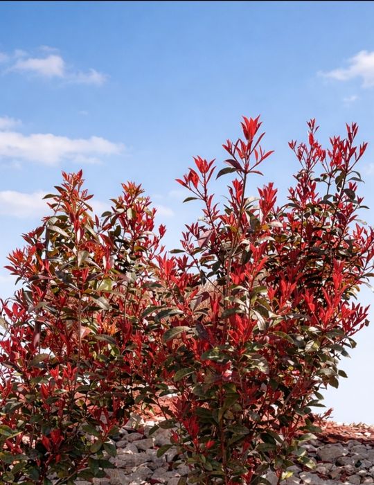 Photinia carre rouge