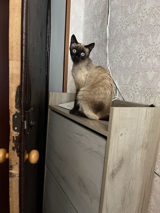 Отдам в добрые руки кошку -подросток
