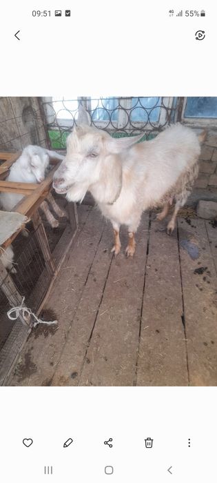 Срочно сатылады үйдегі ешкі