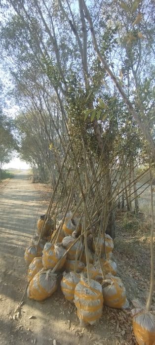 Yasin koʻchati. Ясин.  шумтол кучат