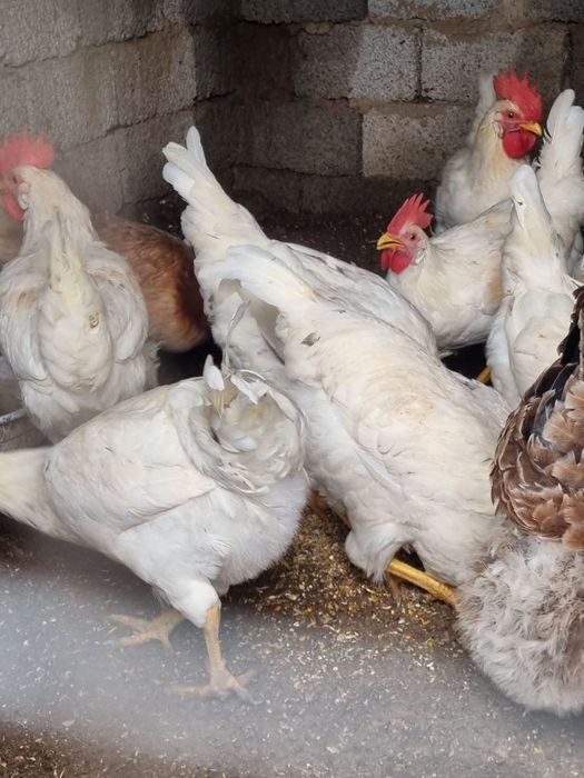 Продам инкубаторских петухов