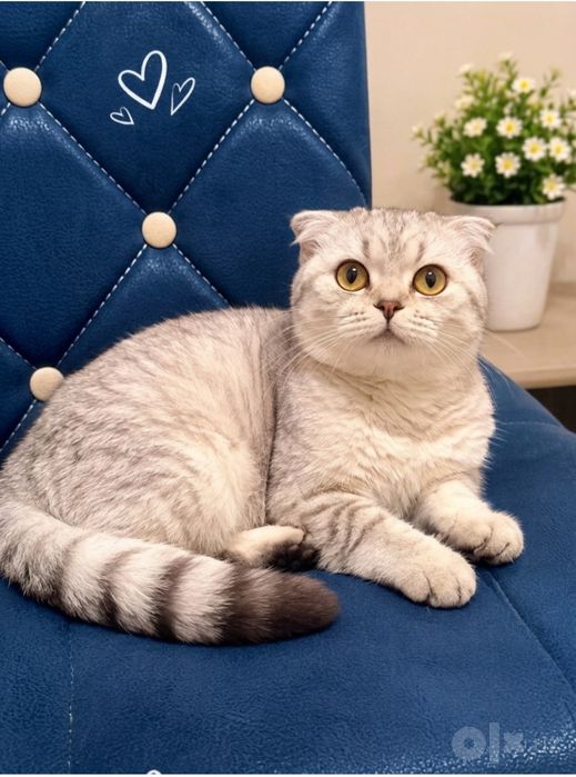 Mushuk  Scottish fold