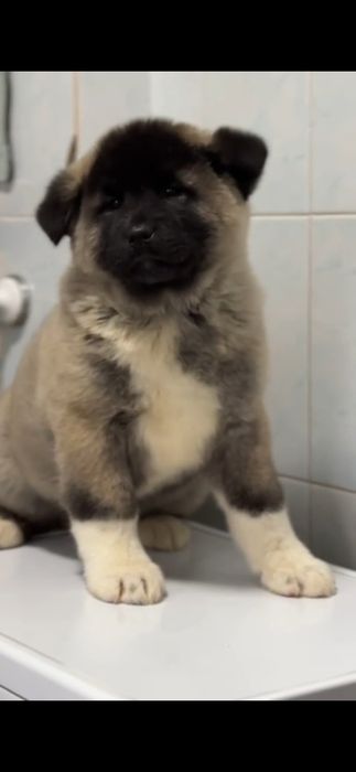 Шикарная малышка