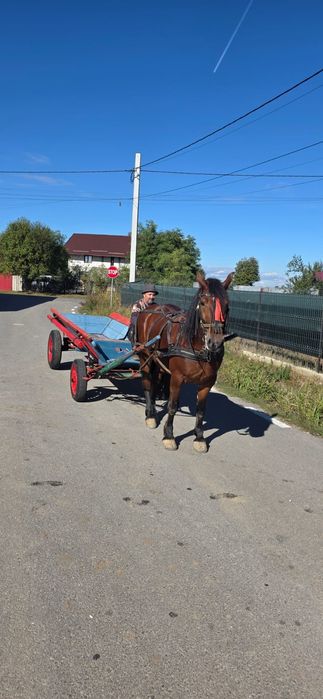 Vând cal cu caruta