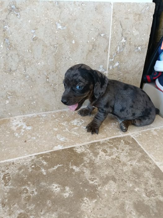 Teckel mini arlechin , tekel mini ochii albastrii , dashund
