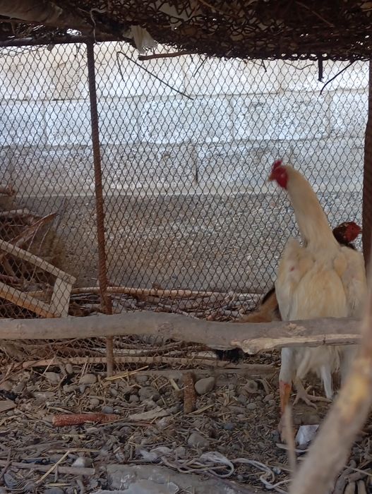 Miramir kulangi xoʻroz sotiladi