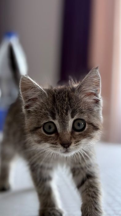 Продам породистого котенка