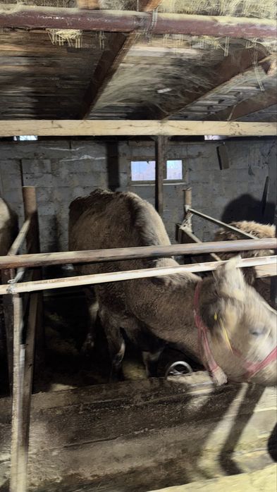 Сиыр сатылады 4 ші тума