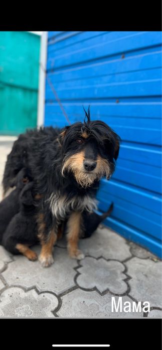 Продам щенков ягдтерьер