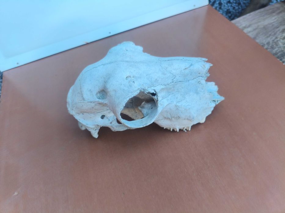 Череп, черепи за декорация