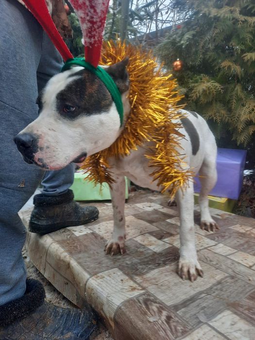 ПорОдиСтыЕ соБаЧки а приюте