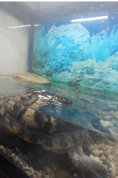 Продам аквариум с черепахой