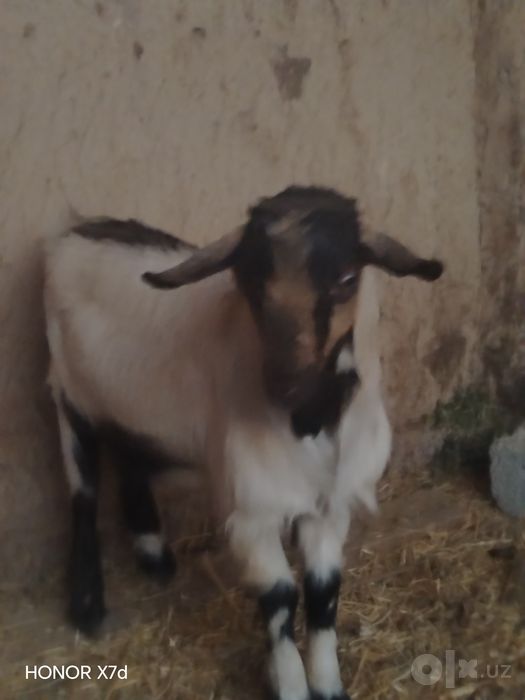 Takacha sotiladi, 28 kg