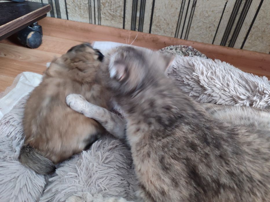 Продаются Щенки Пекинеса