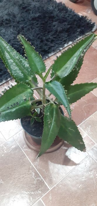 Каланхоэ лечебный