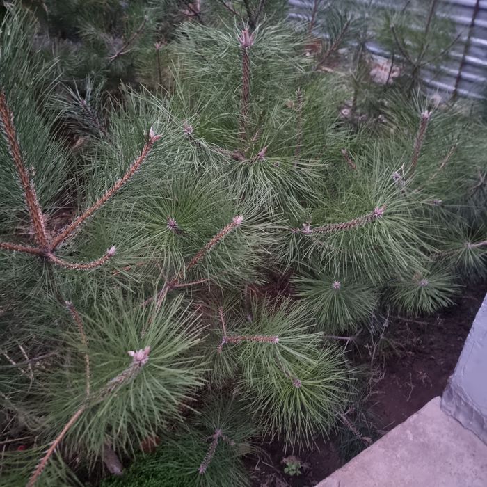 Арча Ёлка Сосна из дома