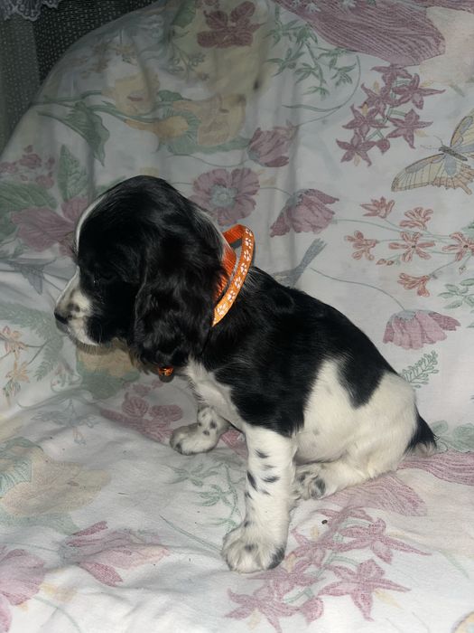 Русский охотничий спаниель